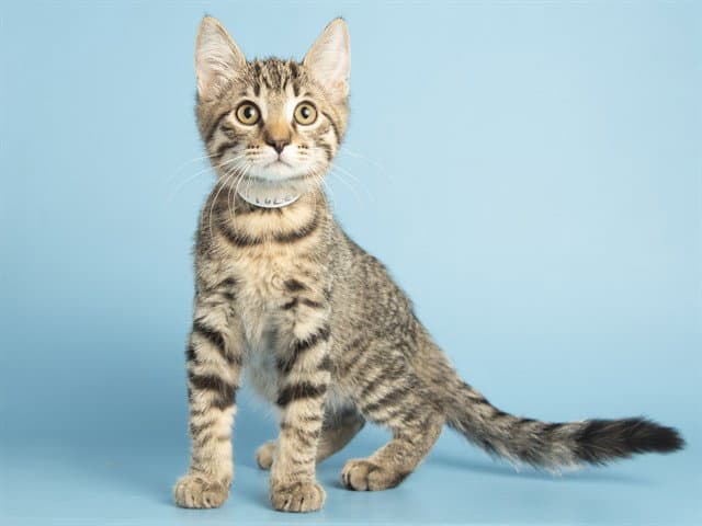 Purrcy - Domestic Short Hair