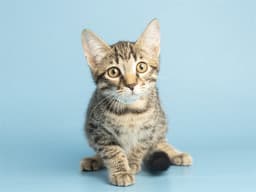 Meowtin image 1