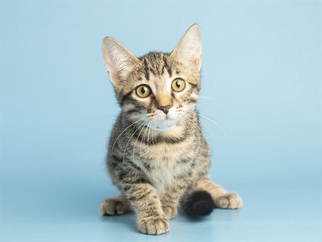 Meowtin
