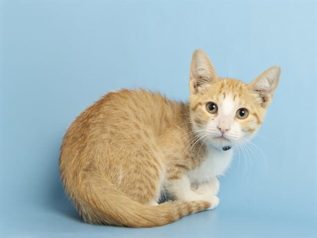 Melina - Domestic Short Hair