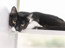 Toby image 1