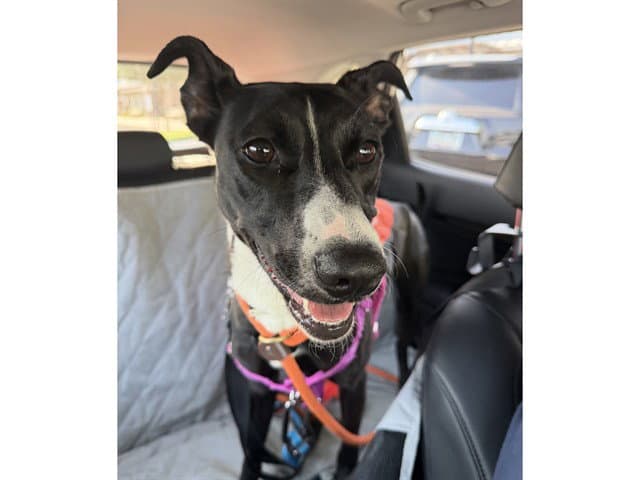 Nova - American Pit Bull Terrier