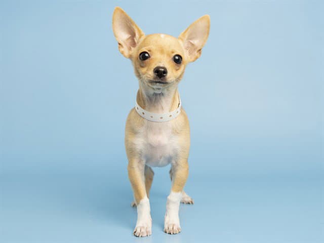Kisses - Chihuahua