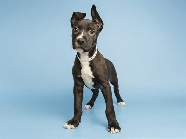 Venus - American Pit Bull Terrier