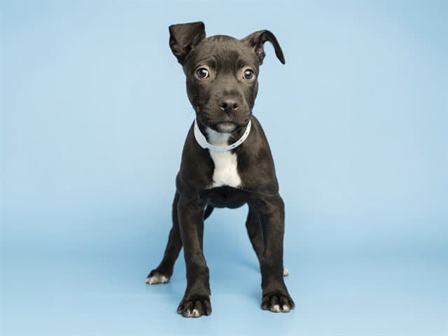 Serena - American Pit Bull Terrier