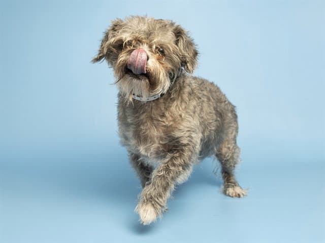 Esther - Yorkshire Terrier Yorkie