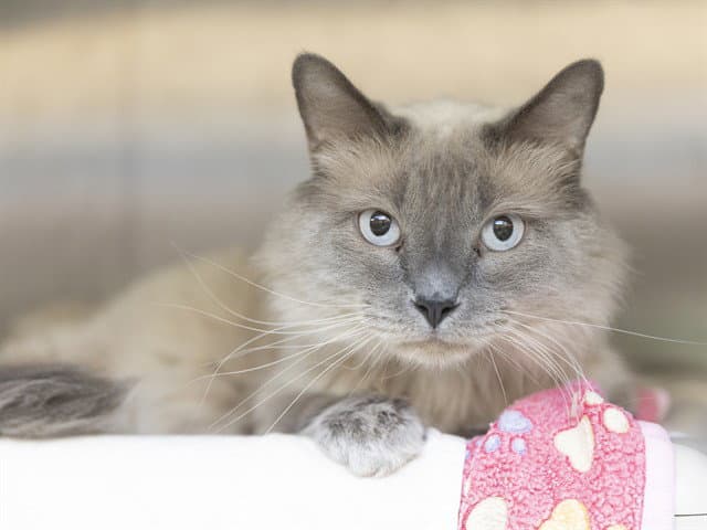 Snowball - Domestic Long Hair