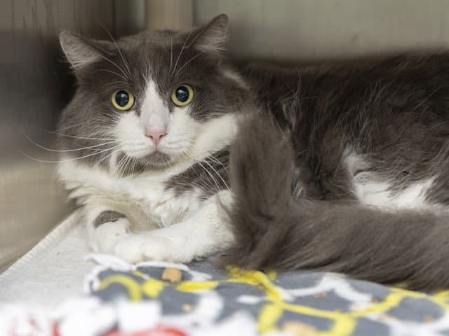 Buddy - Domestic Medium Hair