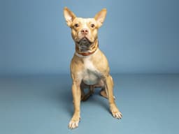 Bruno image 1