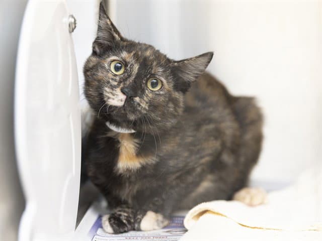 Nutmeg - Domestic Short Hair