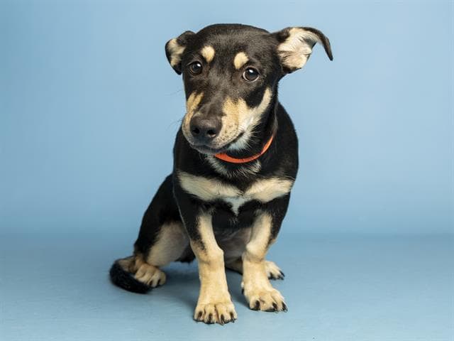 Laceey - German Shepherd Dog