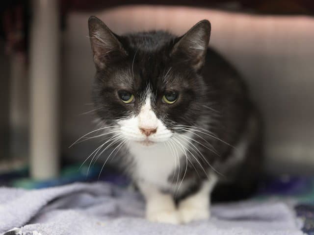 Ruby - Domestic Medium Hair