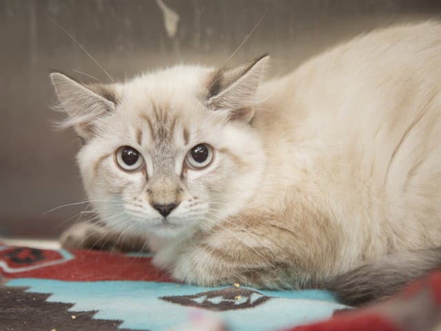 Clay - Siamese