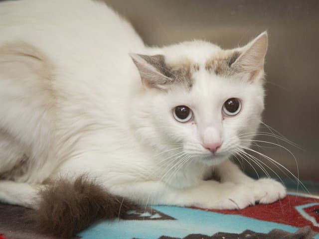 Angel - Domestic Long Hair