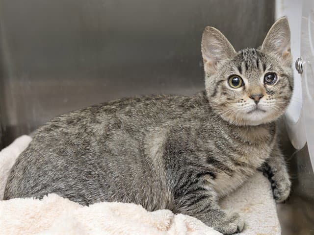 Tinker - Domestic Short Hair