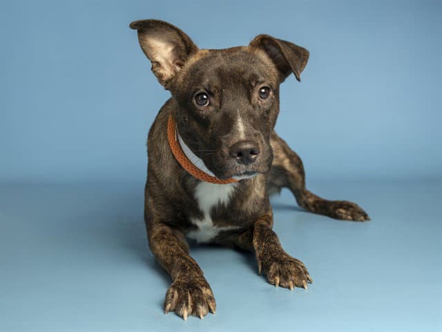 Stripes - American Pit Bull Terrier