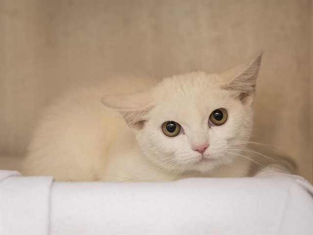 Jule - Domestic Short Hair