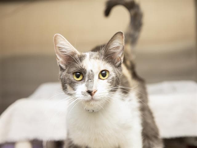Eli - Domestic Short Hair