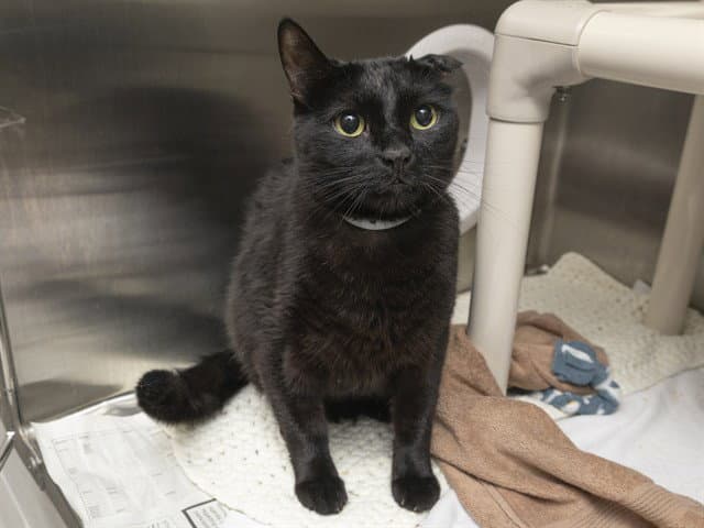 Onyx - Domestic Short Hair
