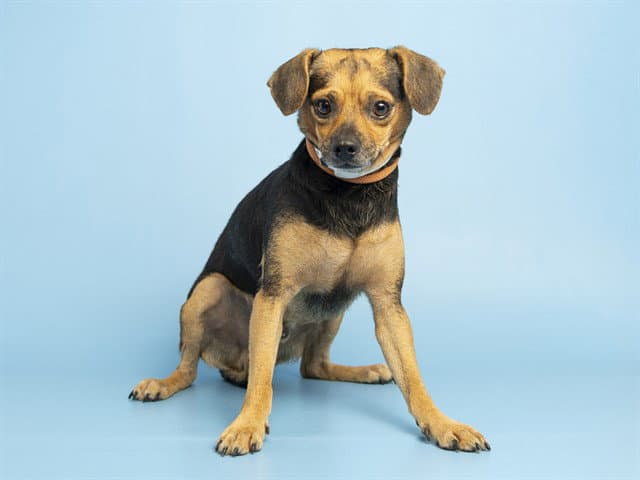 Stanley - Chihuahua