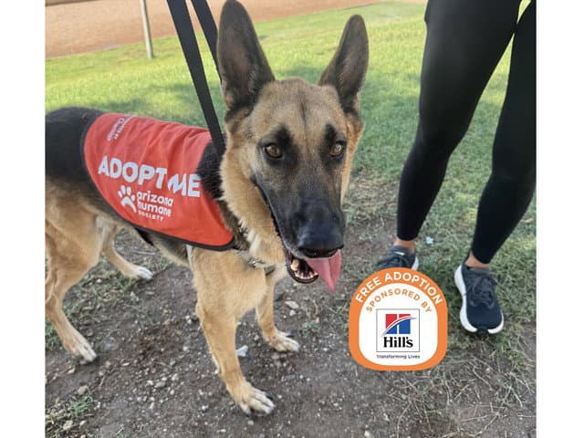 Duke - German Shepherd Dog