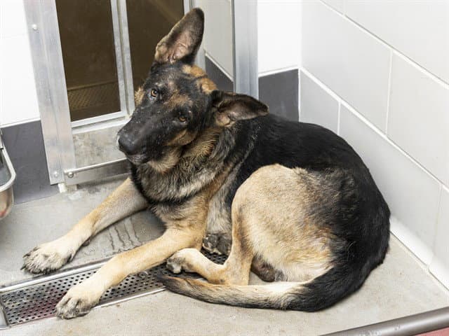 Salamander - German Shepherd Dog