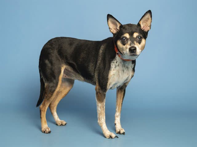 Ruby - Smooth Fox Terrier