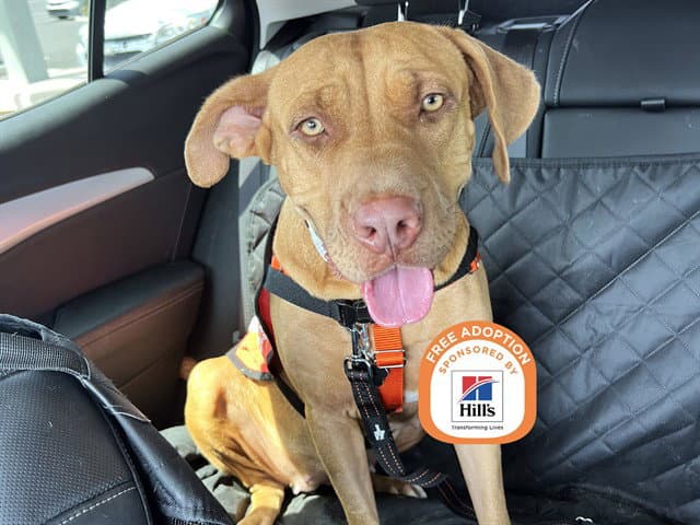 Jyra - American Pit Bull Terrier