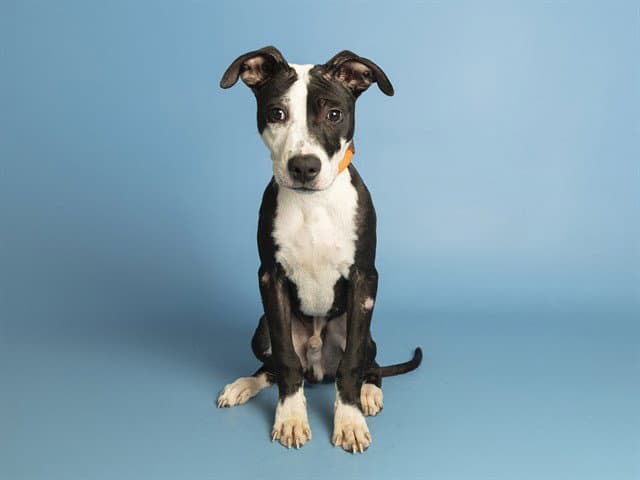 Chicken Man - American Pit Bull Terrier