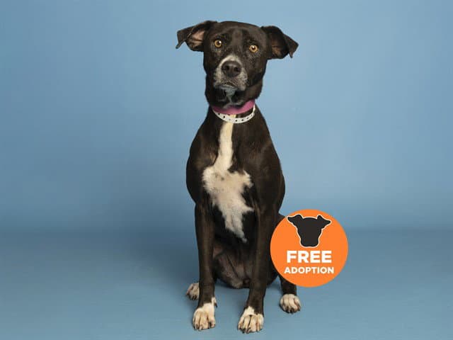 Betty - American Pit Bull Terrier