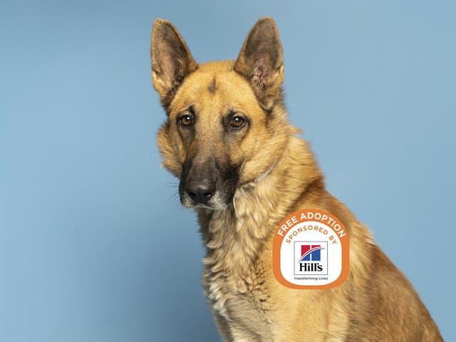 Romeo - German Shepherd Dog