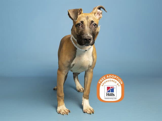 Rufus - American Pit Bull Terrier