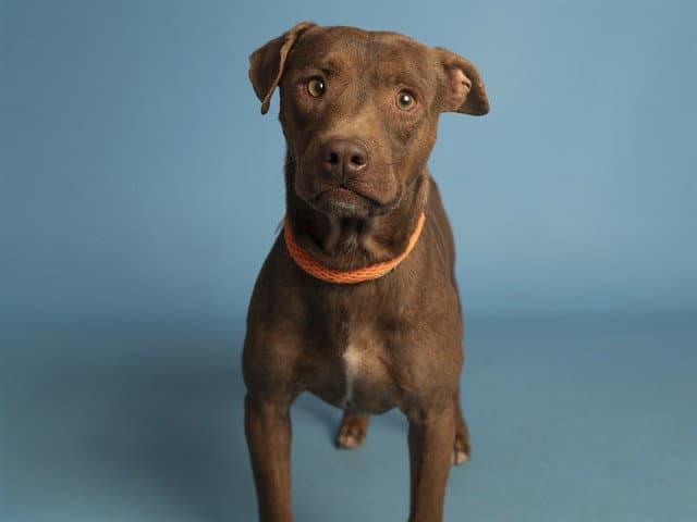 Uko - American Pit Bull Terrier
