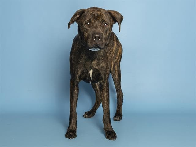Armani - American Pit Bull Terrier