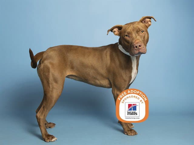 Jisoo - American Pit Bull Terrier