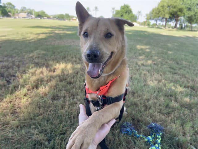 Tanner - Australian Cattle Dog/Blue Heeler