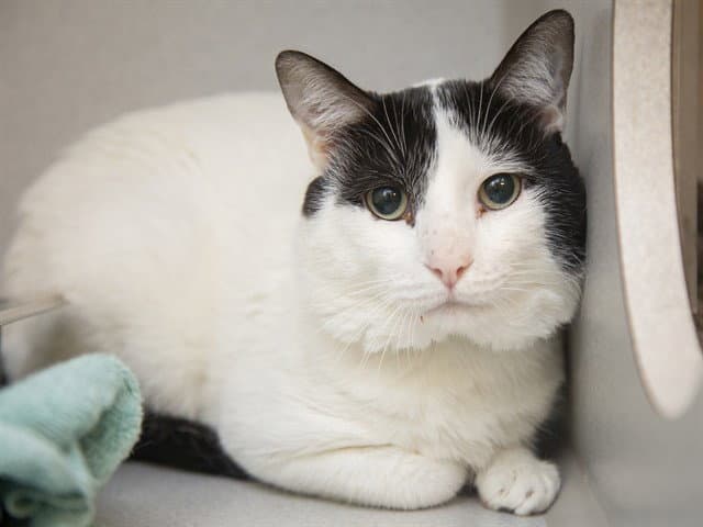 Harley - Domestic Short Hair
