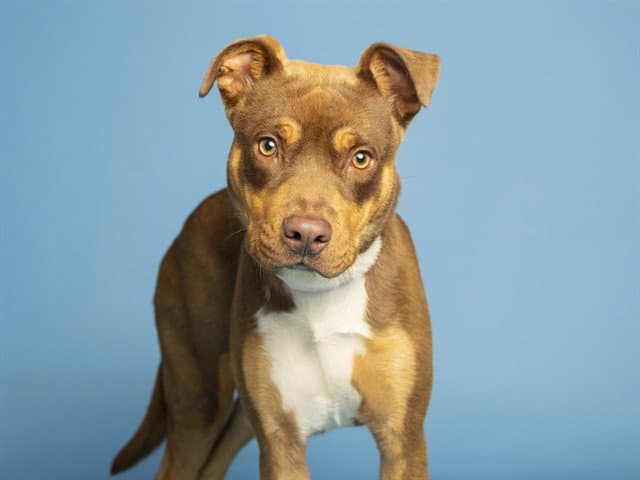 Stunna - American Pit Bull Terrier