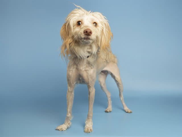 Coco - Maltese
