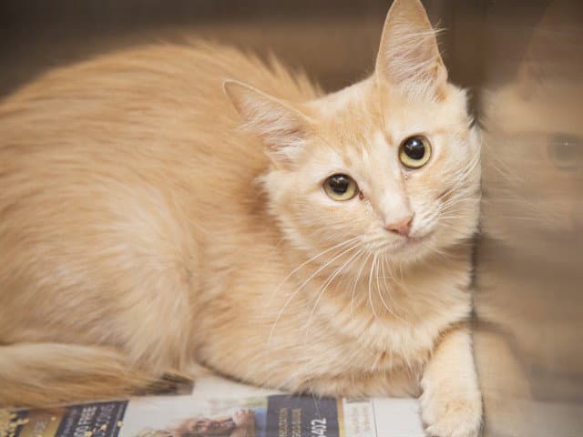 Francesca - Domestic Short Hair