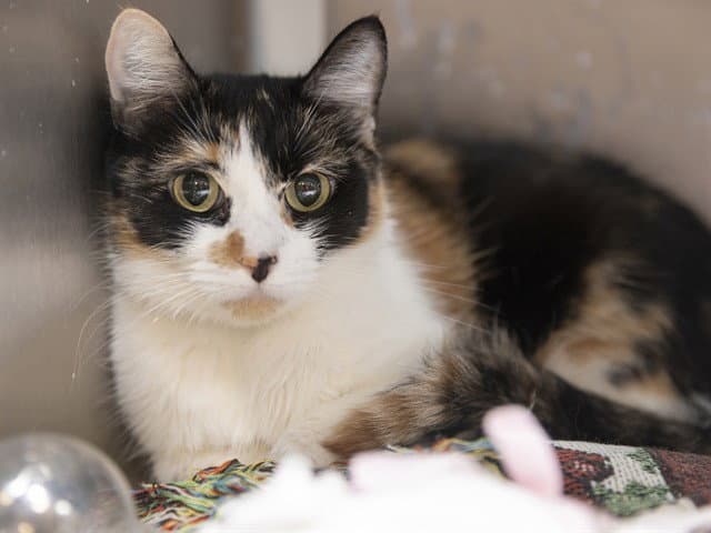 Sapphire - Domestic Short Hair