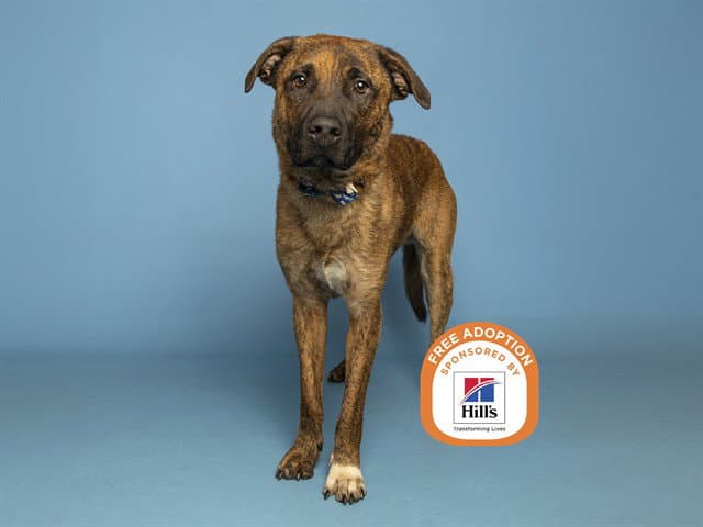 Rowan - Black Mouth Cur