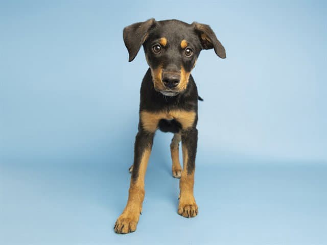 Maple - Rottweiler