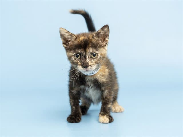 Fiona - Domestic Short Hair