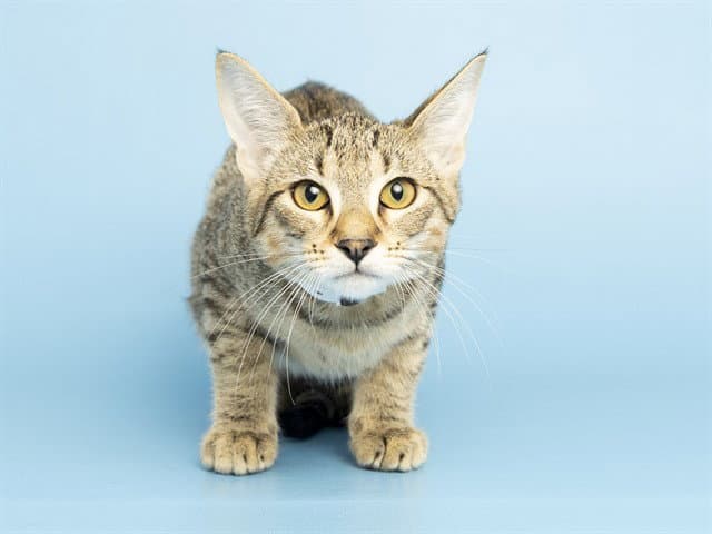 Chiron - Domestic Short Hair
