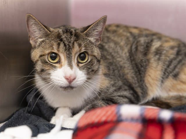 French Toast - Domestic Short Hair