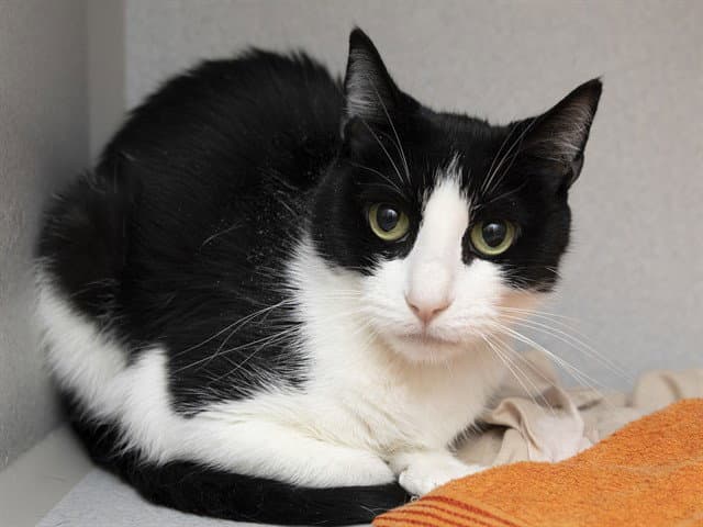 Alice - Domestic Short Hair