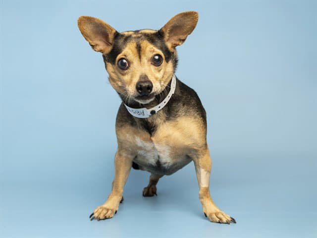 Jenna - Chihuahua