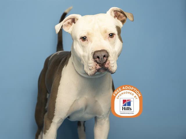 Ocean - American Pit Bull Terrier