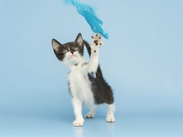 Sprout - Domestic Short Hair